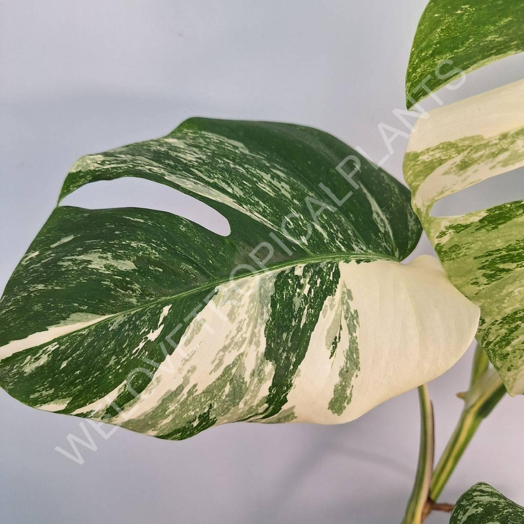 Monstera variegata albo