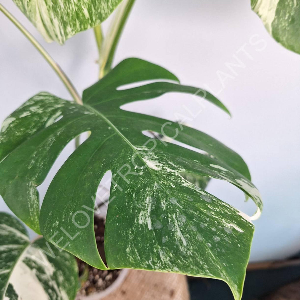 Monstera variegata albo