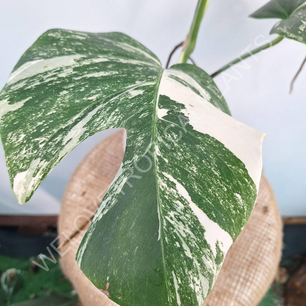 Monstera variegata albo