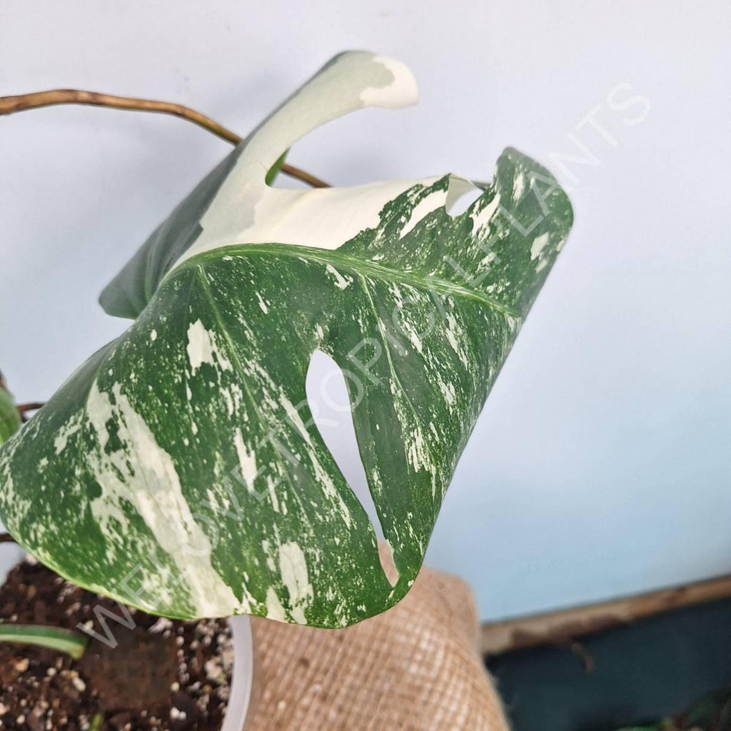 Monstera variegata albo