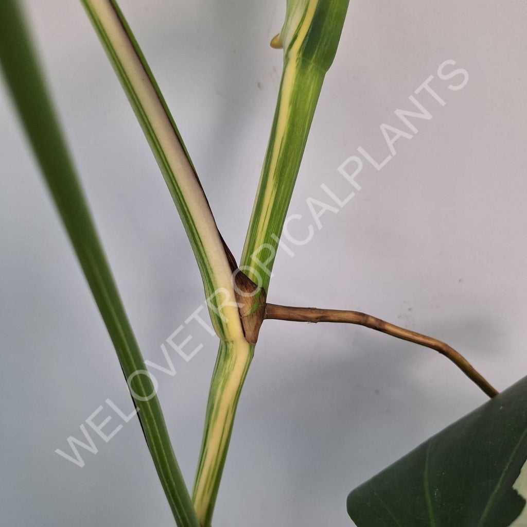 Monstera variegata albo