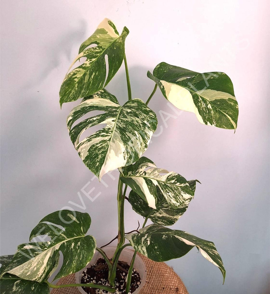 Monstera variegata albo