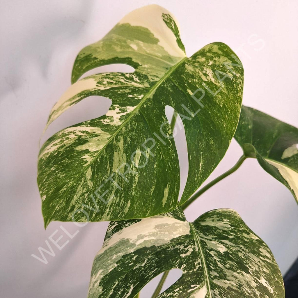 Monstera variegata albo