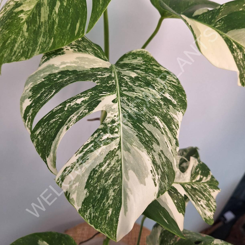 Monstera variegata albo