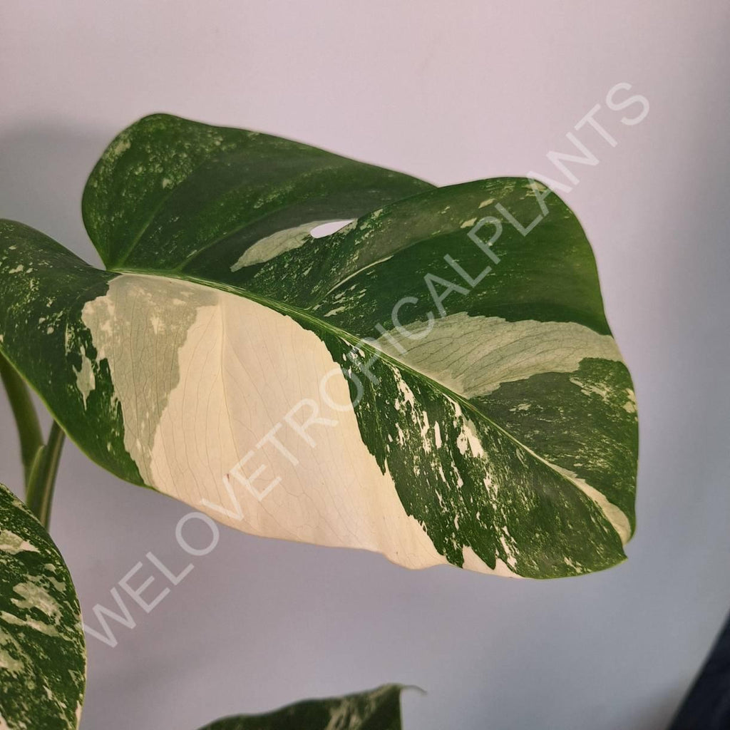 Monstera variegata albo