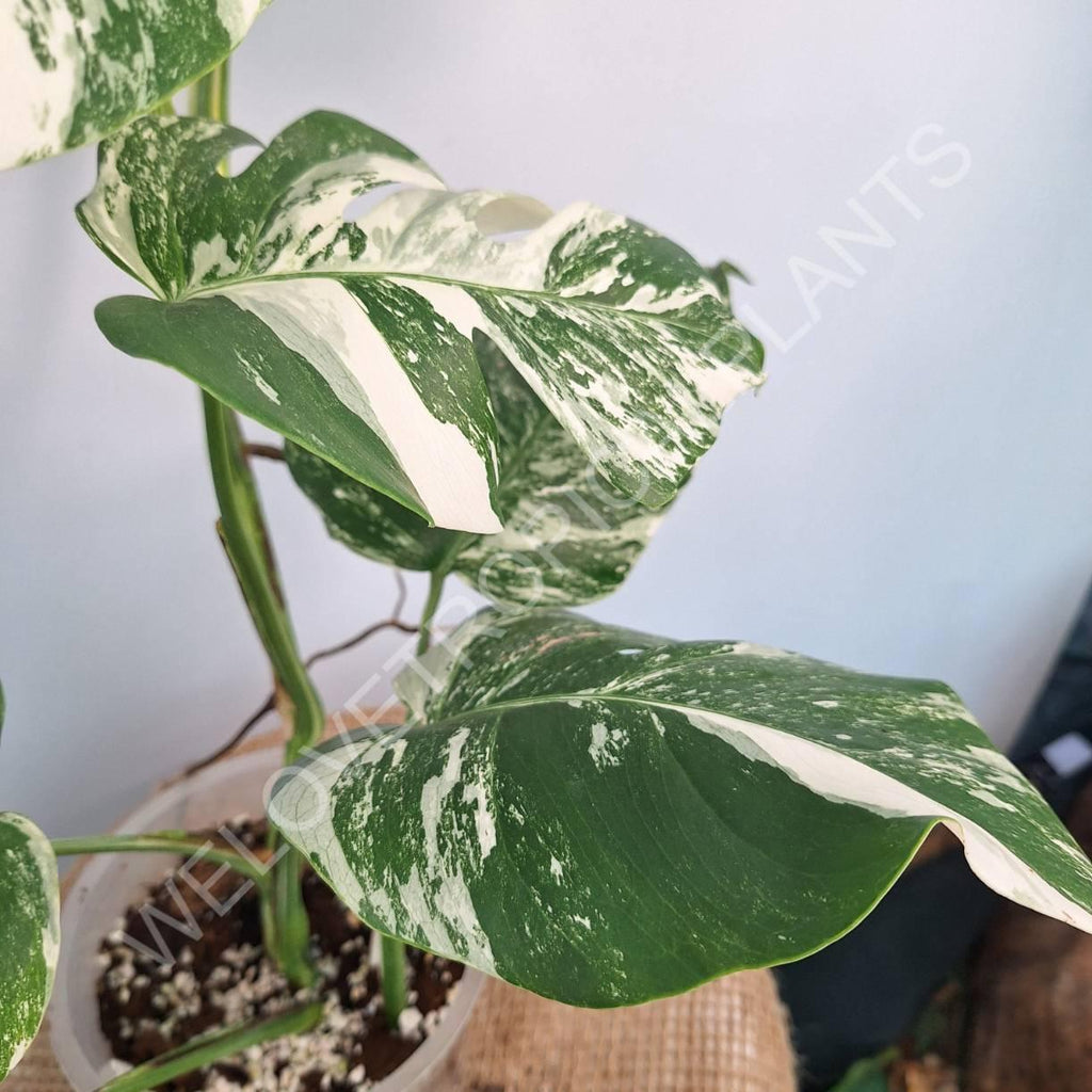 Monstera variegata albo