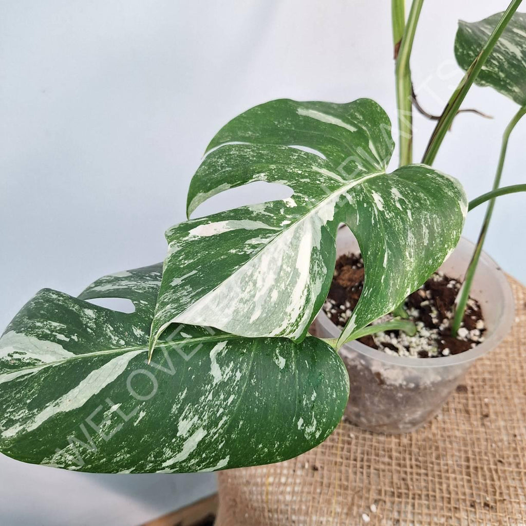 Monstera variegata albo