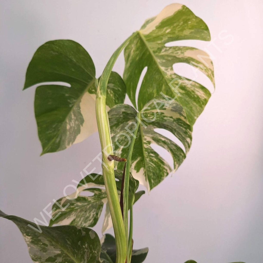 Monstera variegata albo