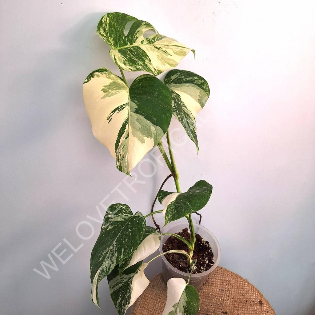 Monstera variegata albo