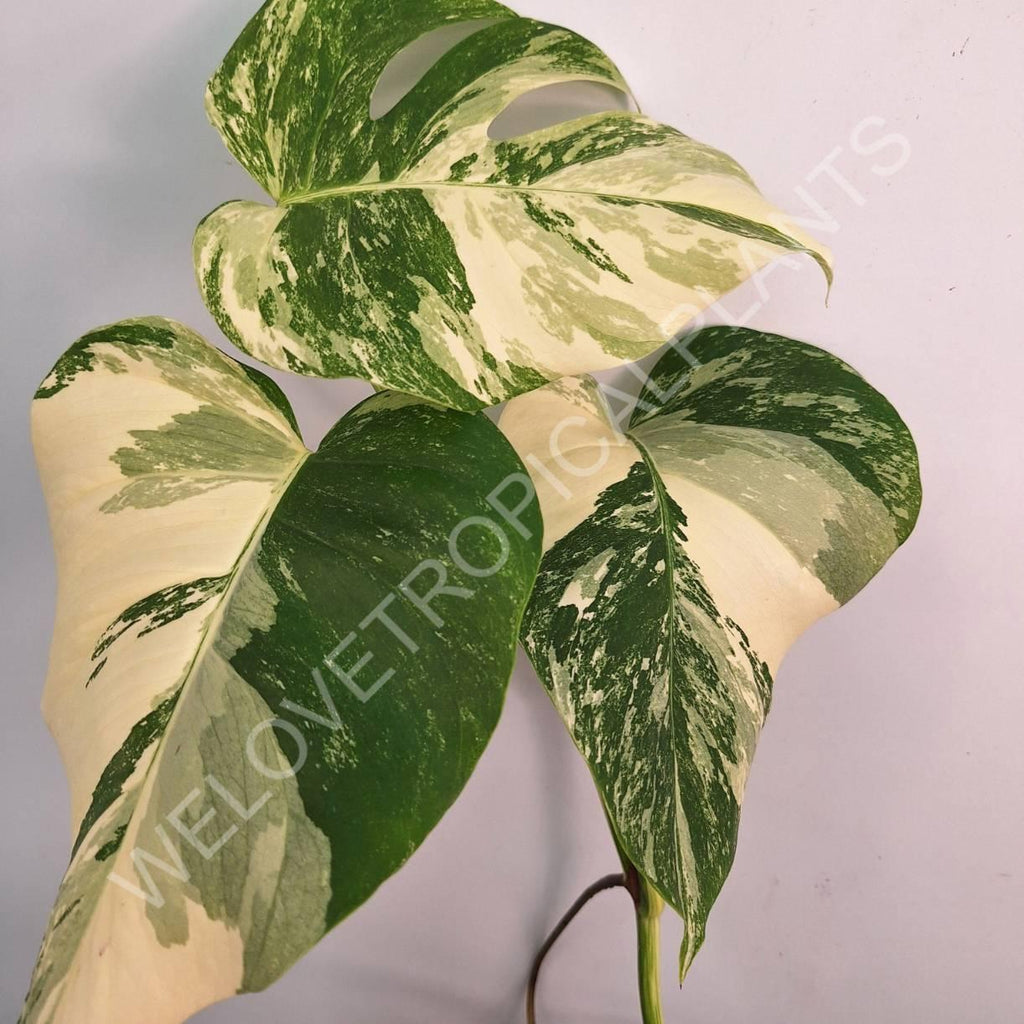 Monstera variegata albo