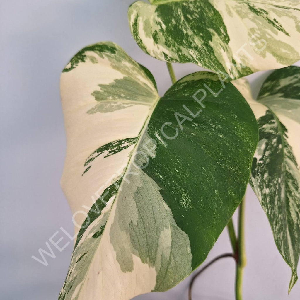 Monstera variegata albo