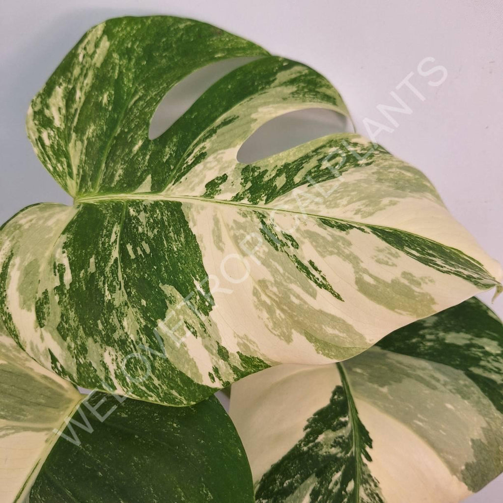 Monstera variegata albo