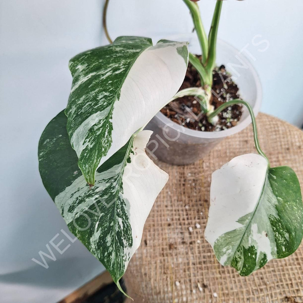 Monstera variegata albo