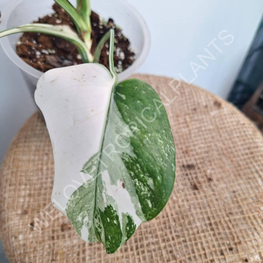 Monstera variegata albo