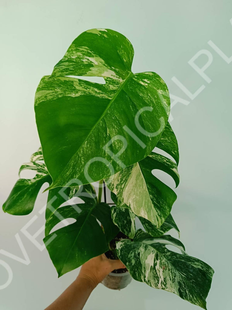 Monstera variegata albo