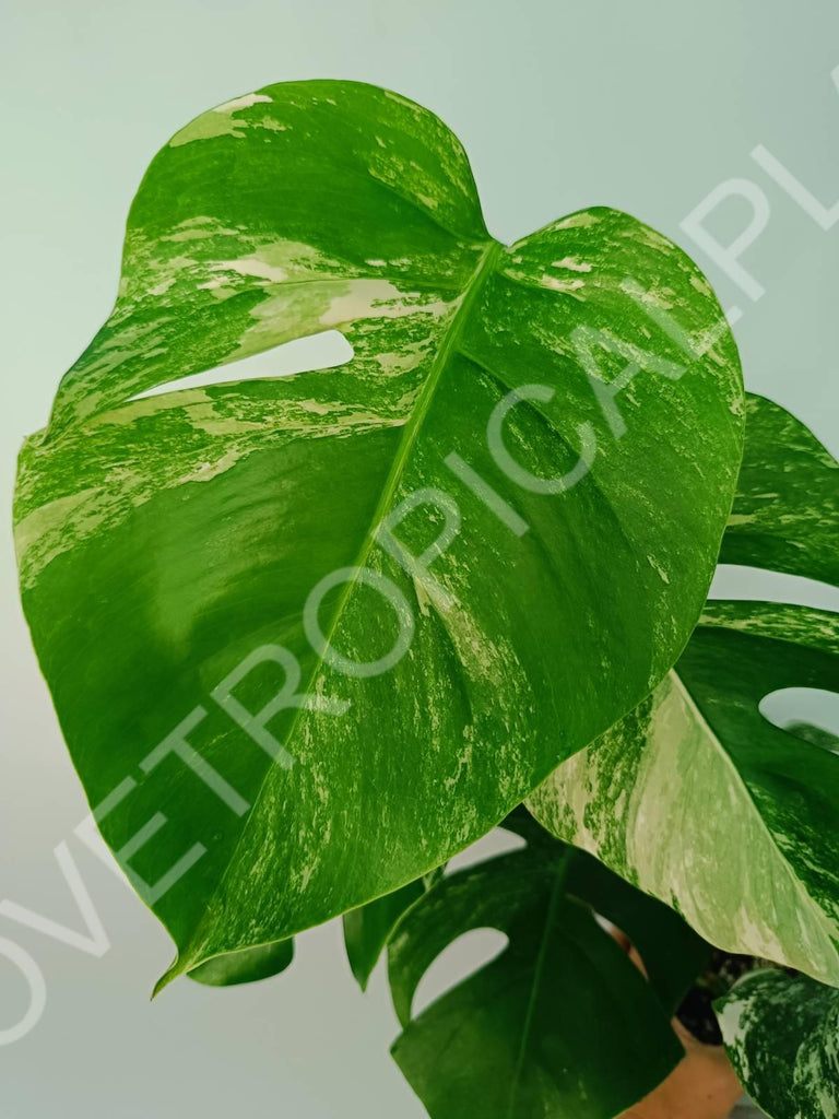 Monstera variegata albo