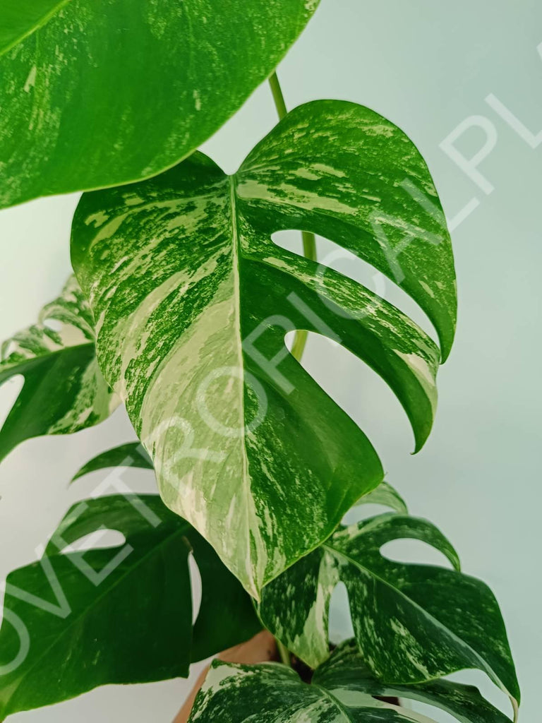 Monstera variegata albo