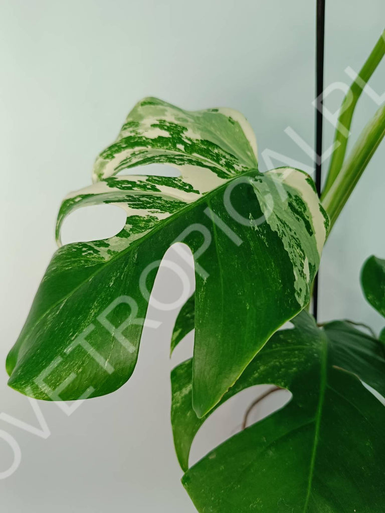 Monstera variegata albo