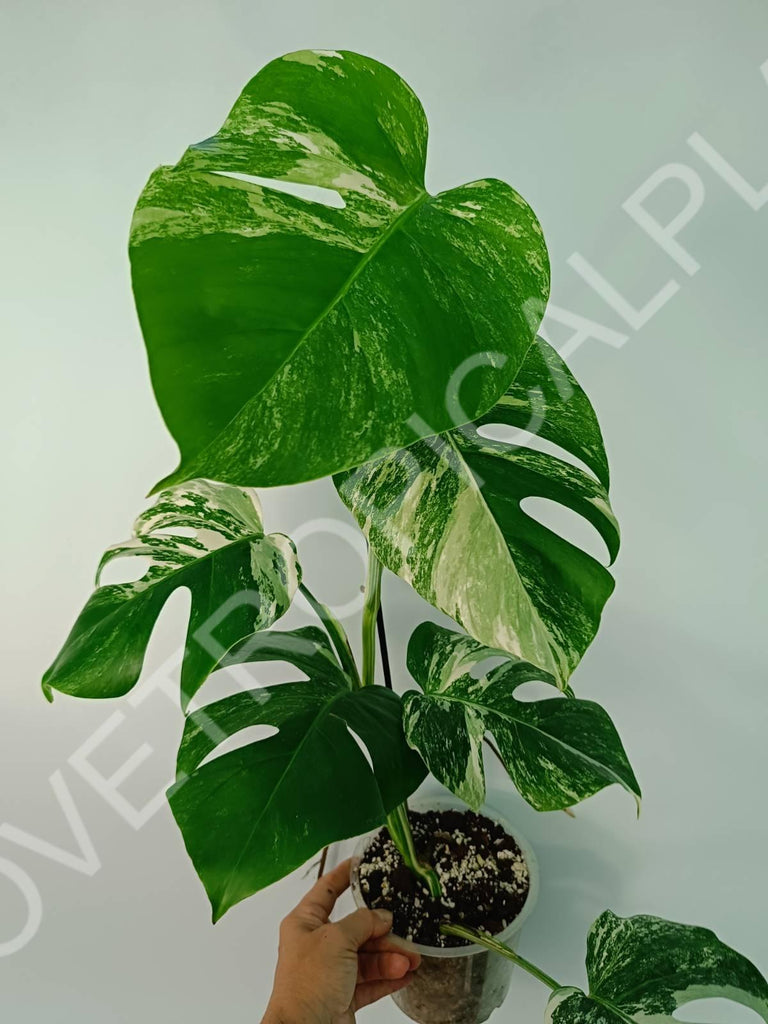 Monstera variegata albo