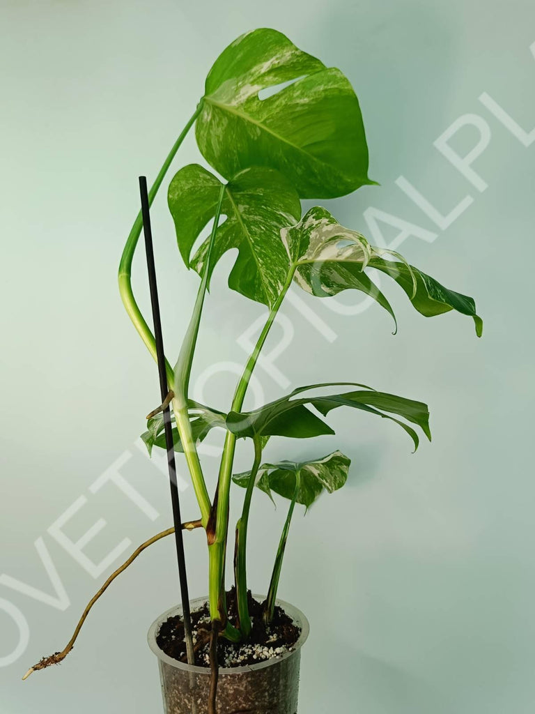 Monstera variegata albo