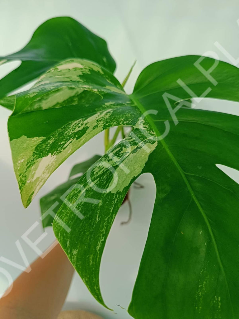 Monstera variegata albo