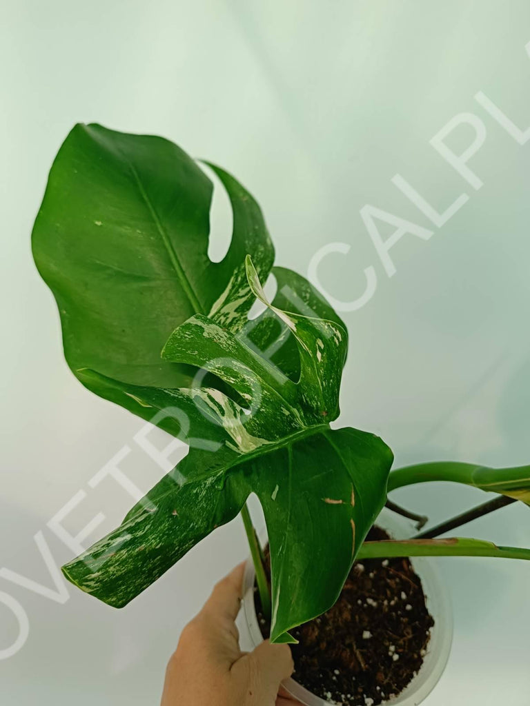 Monstera variegata albo