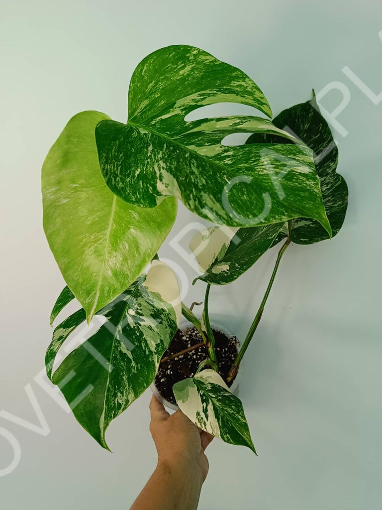 Monstera variegata albo