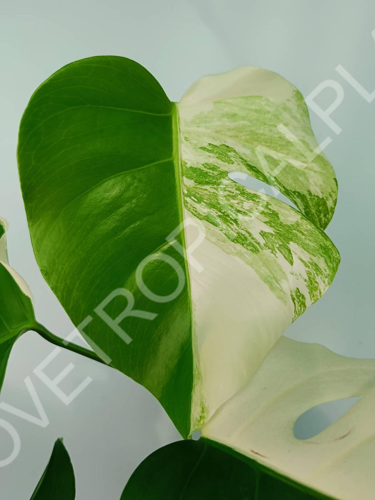 Monstera variegata albo