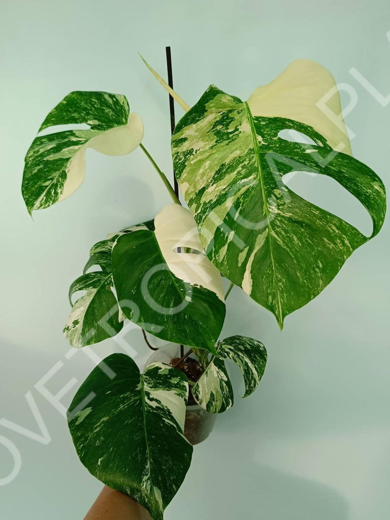 Monstera variegata albo