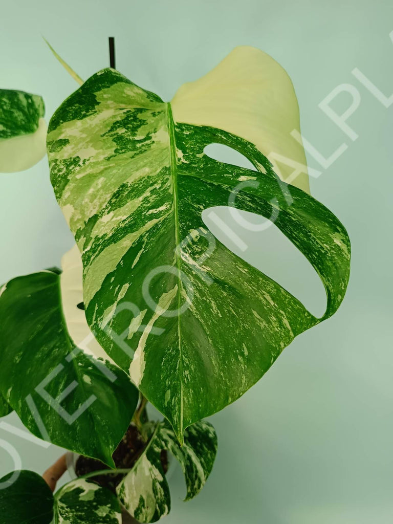 Monstera variegata albo