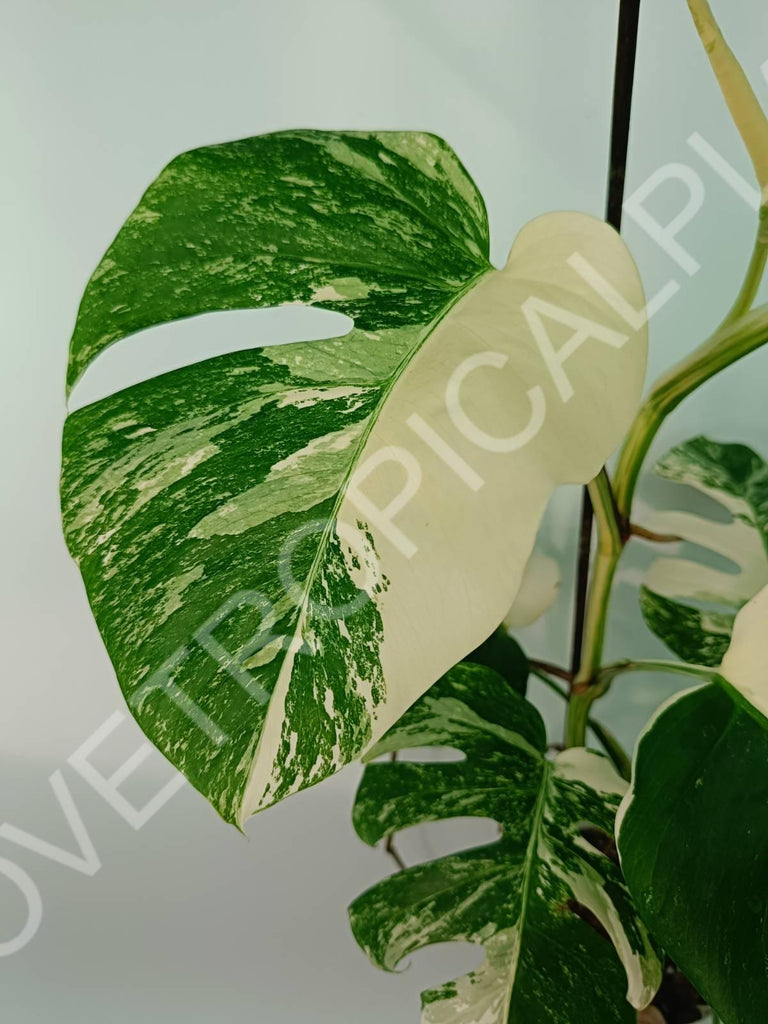 Monstera variegata albo