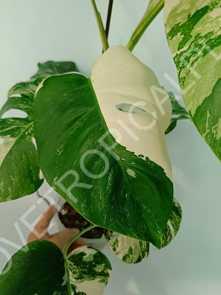 Monstera variegata albo