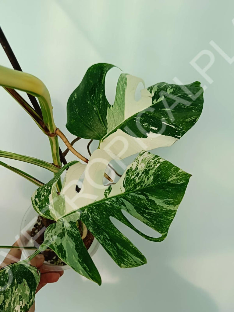 Monstera variegata albo