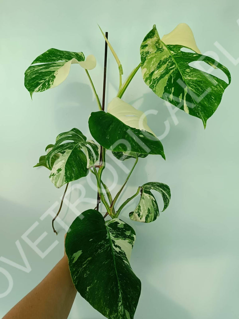 Monstera variegata albo