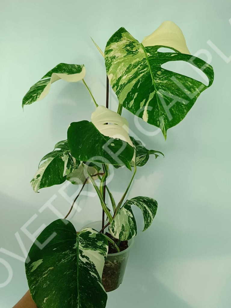 Monstera variegata albo