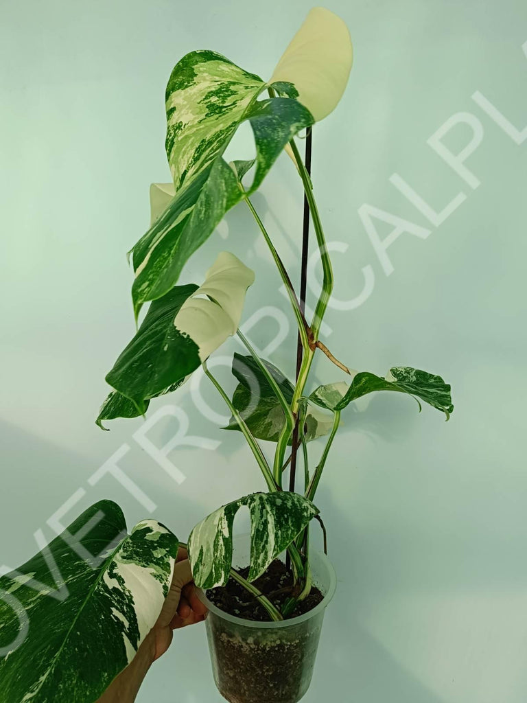 Monstera variegata albo