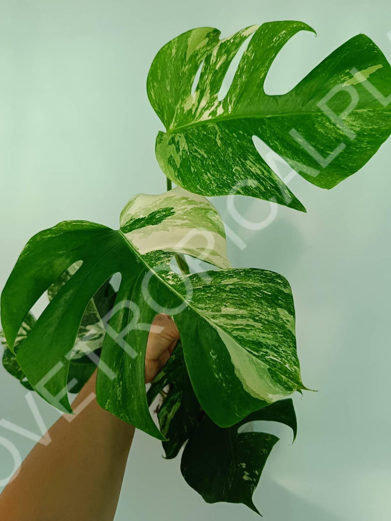 Monstera variegata albo