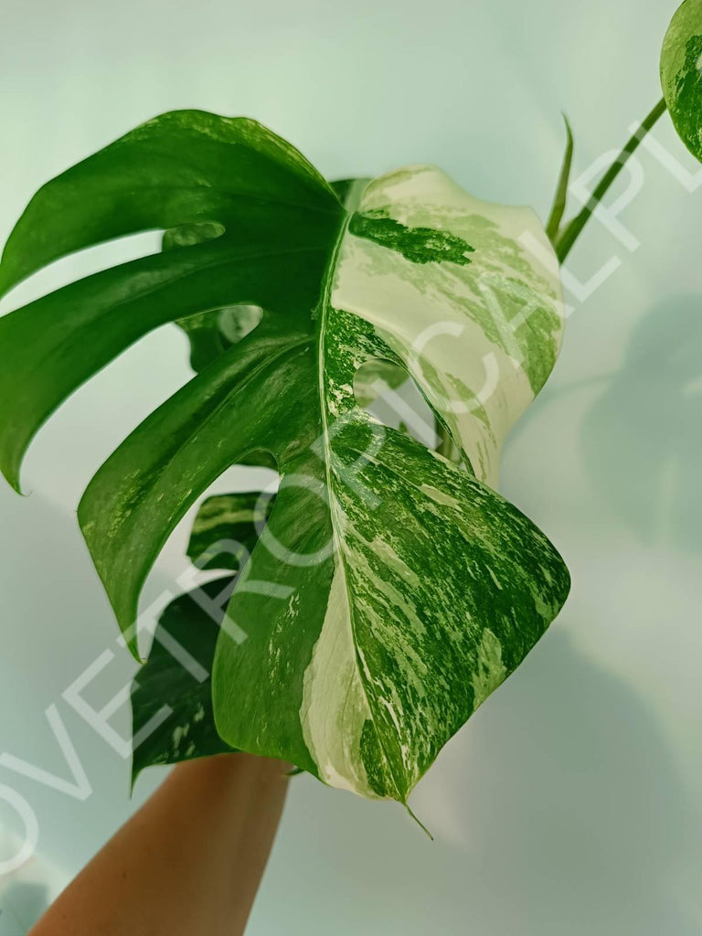 Monstera variegata albo