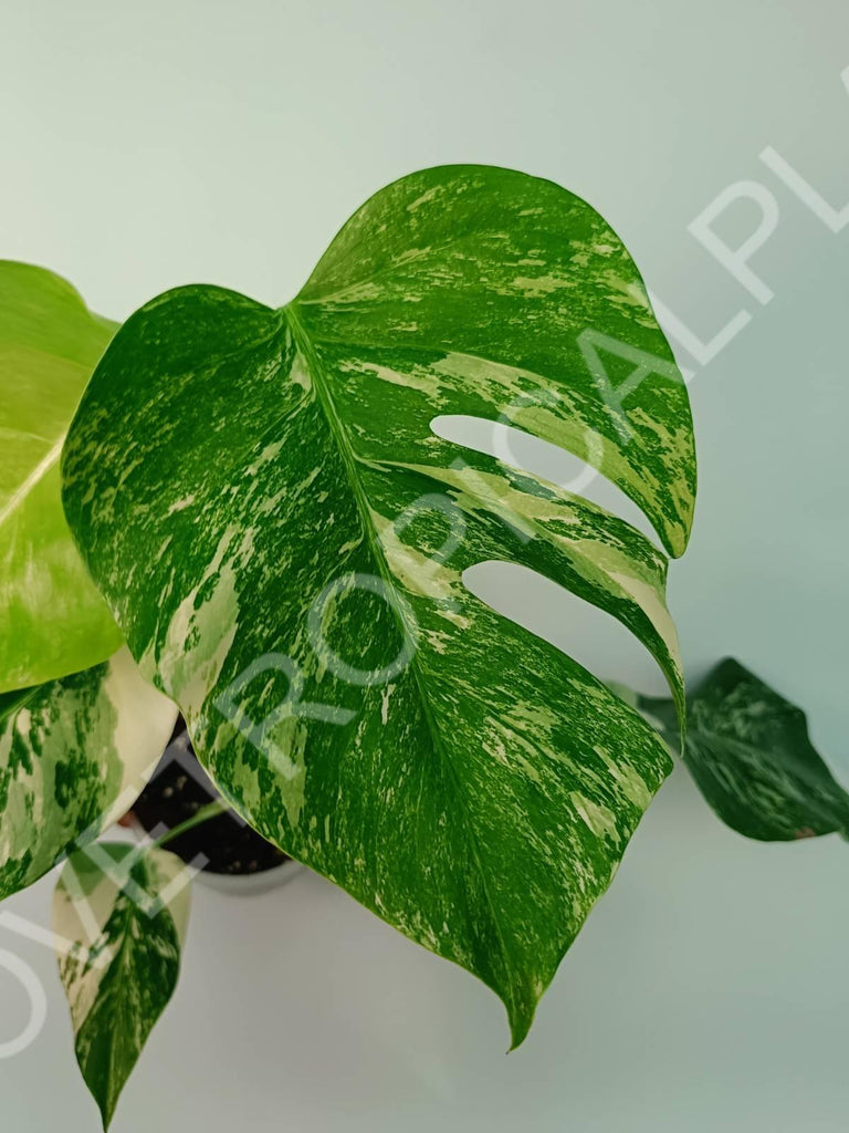 Monstera variegata albo