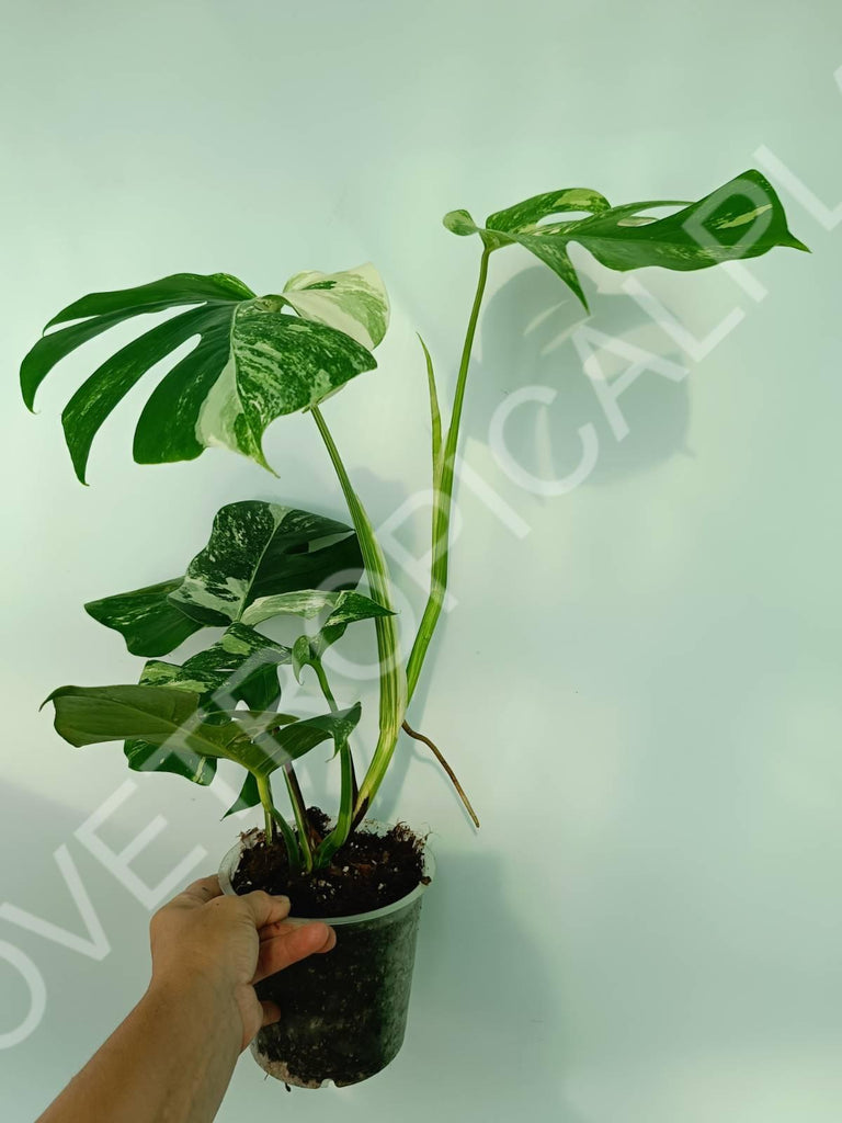 Monstera variegata albo