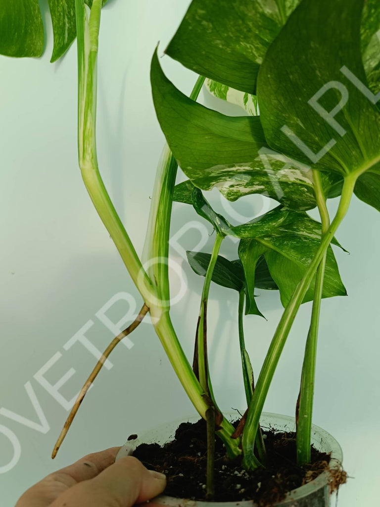 Monstera variegata albo