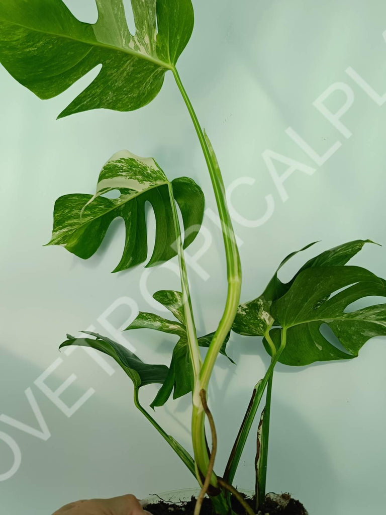 Monstera variegata albo