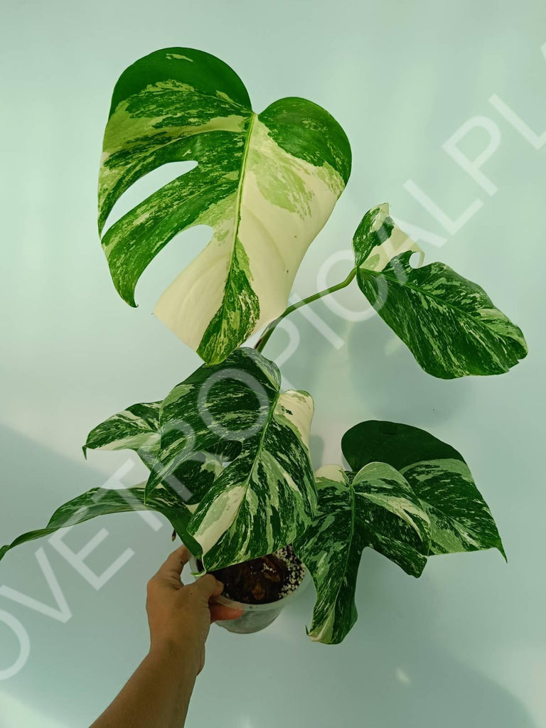 Monstera variegata albo