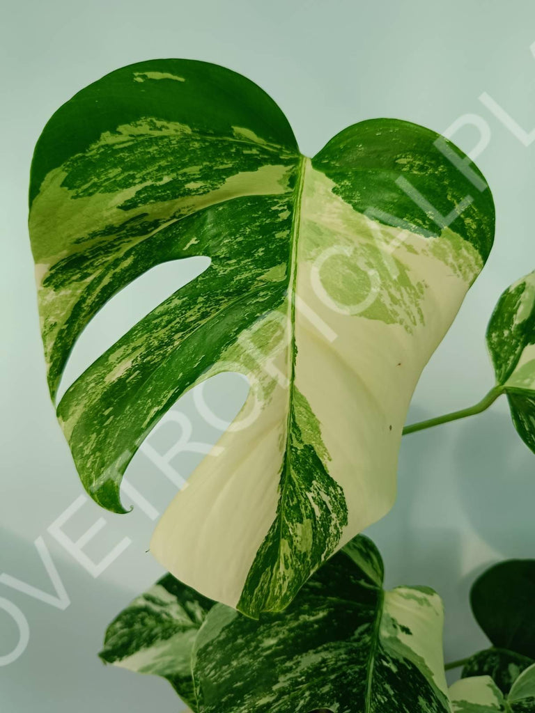 Monstera variegata albo