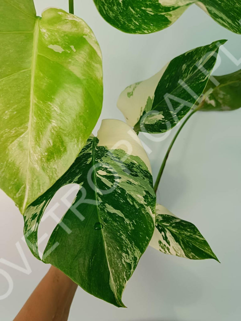 Monstera variegata albo