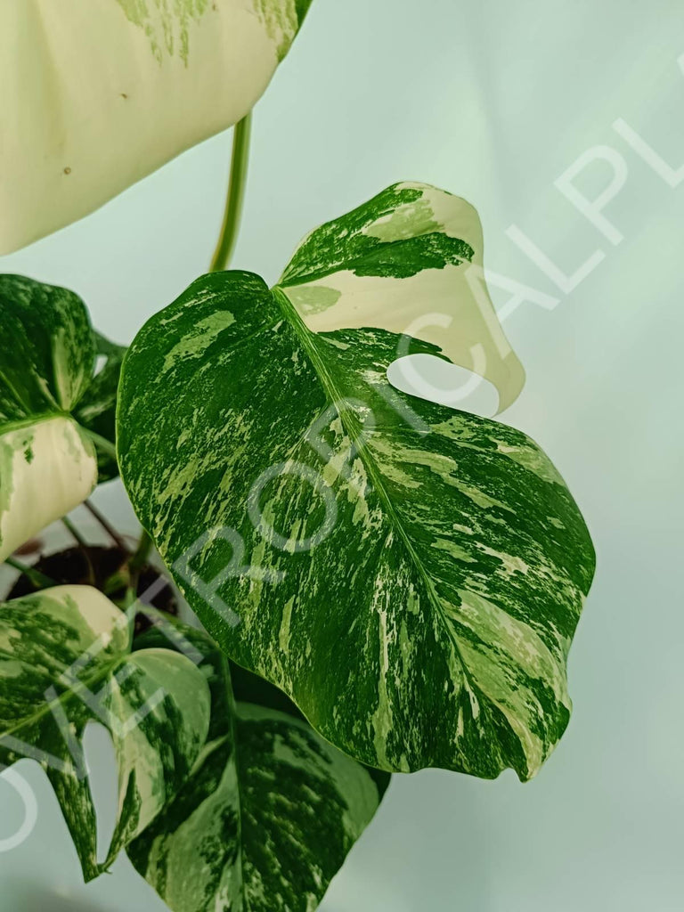 Monstera variegata albo