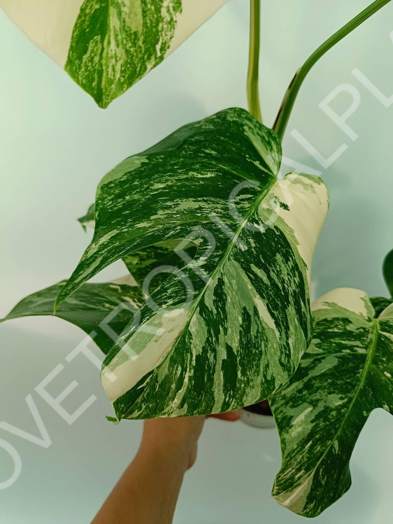 Monstera variegata albo