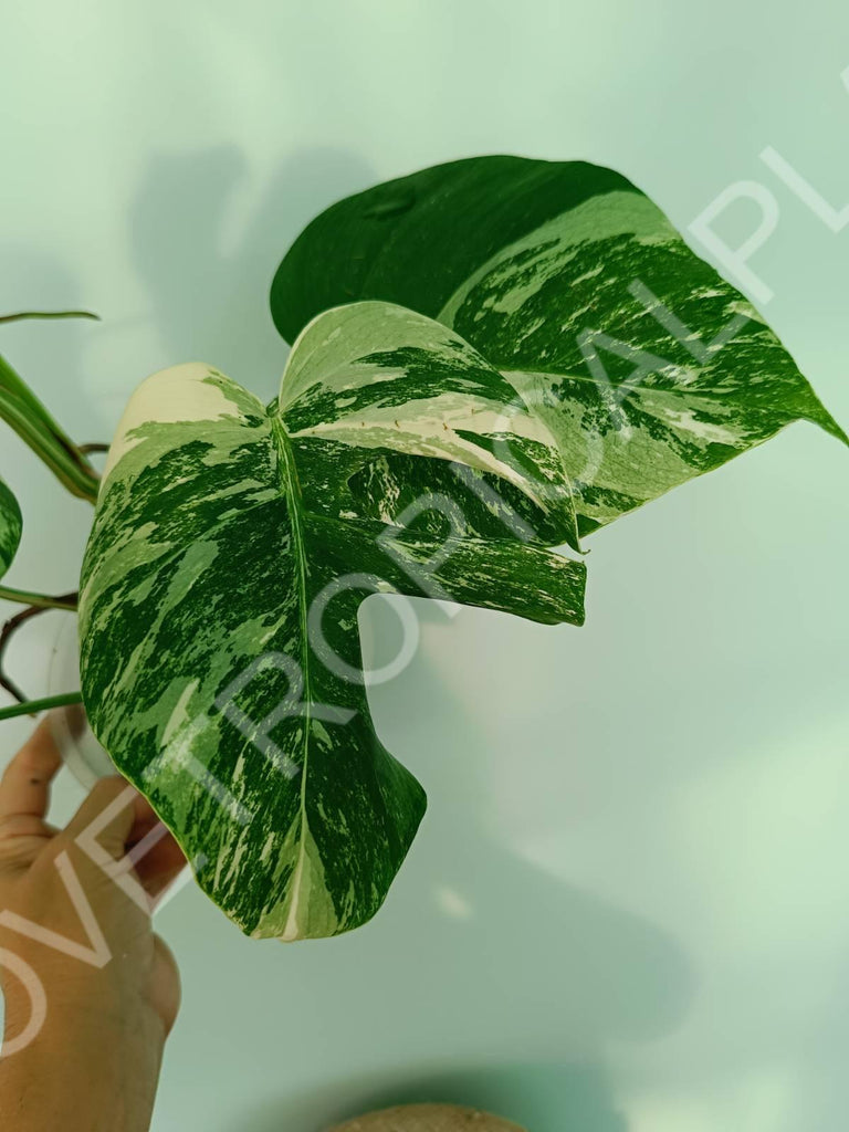 Monstera variegata albo