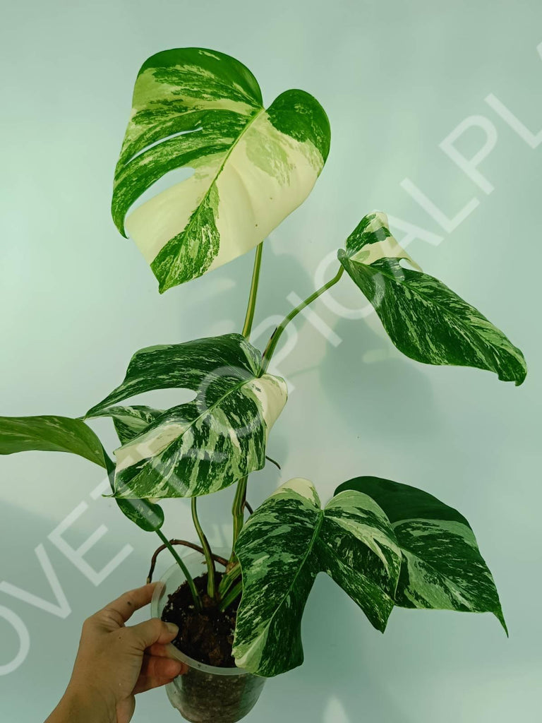 Monstera variegata albo