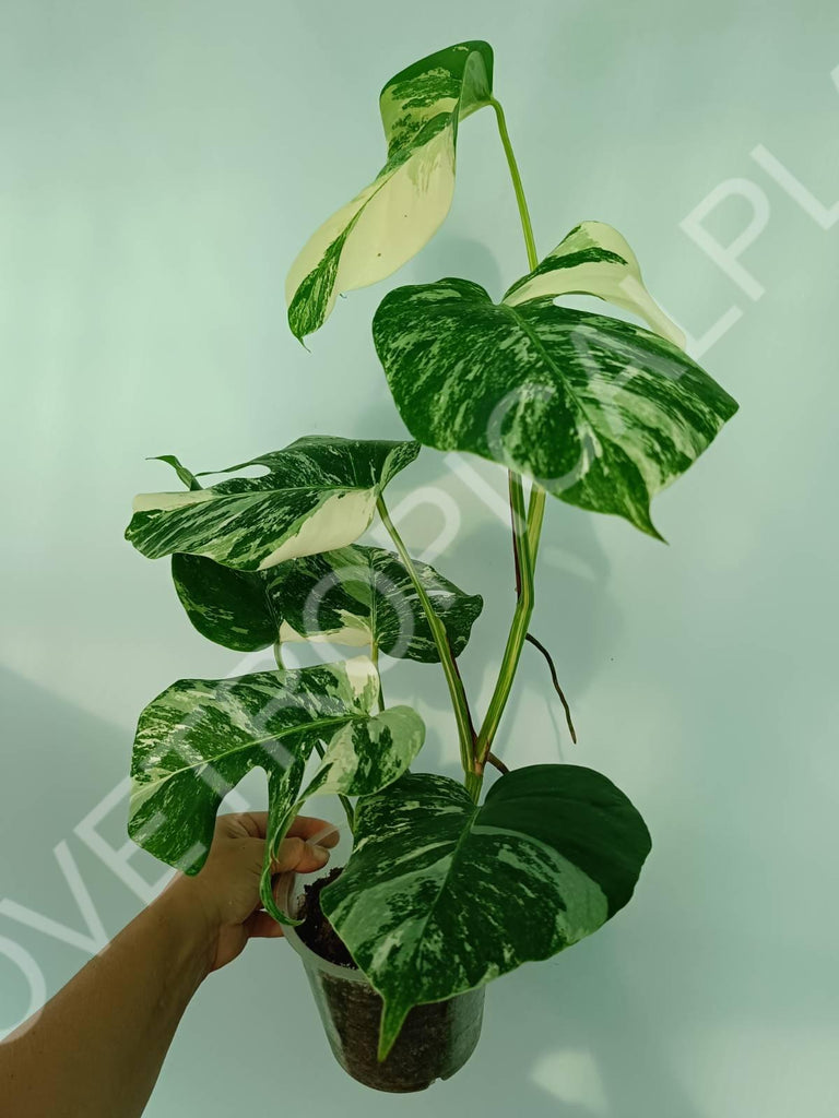 Monstera variegata albo